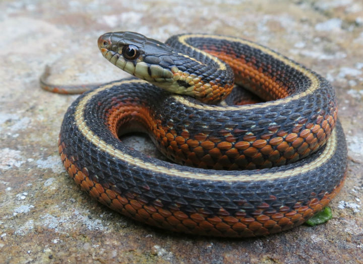 Coast Garter Snake